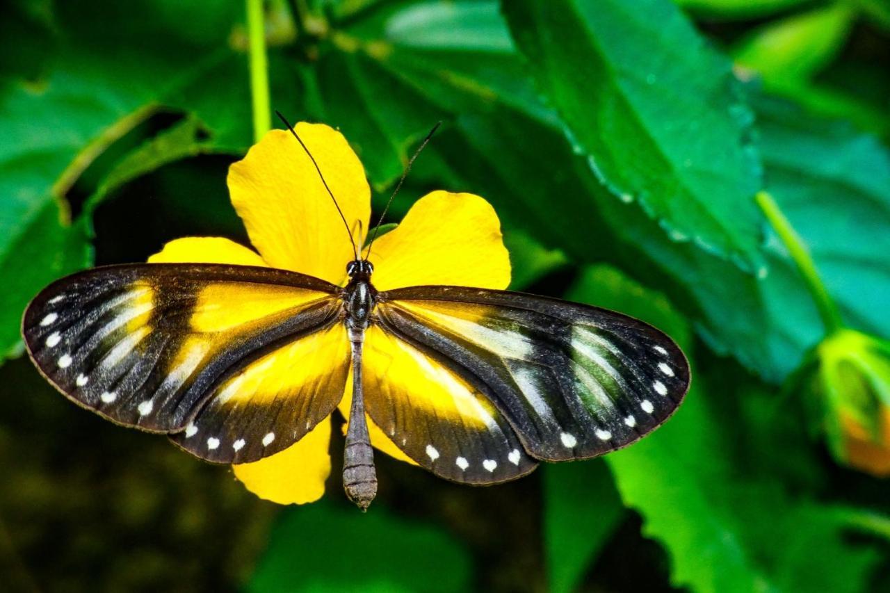Rumi Wilco Ecolodge & Nature Reserve-Cabanas & Camping Vilcabamba Luaran gambar