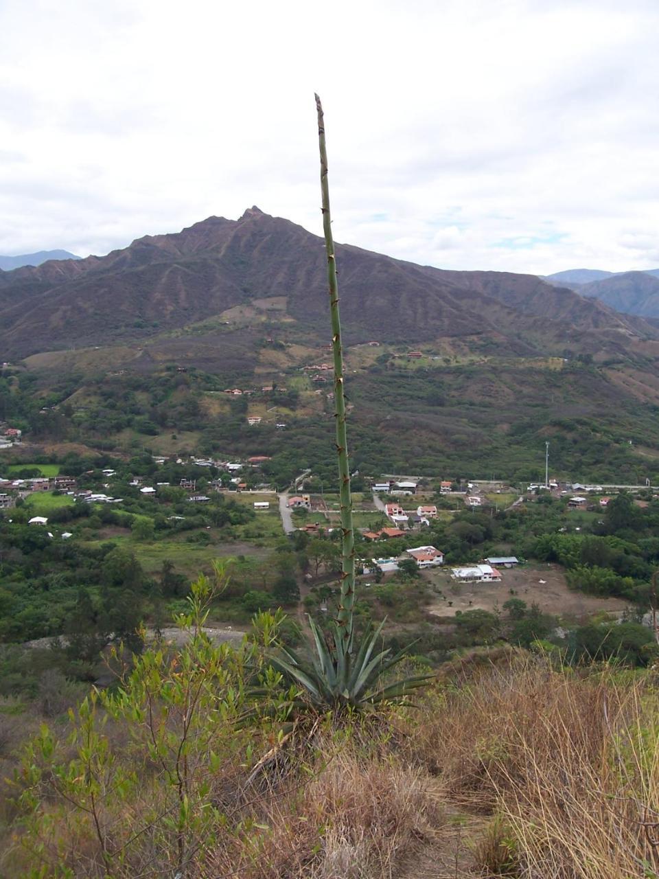 Rumi Wilco Ecolodge & Nature Reserve-Cabanas & Camping Vilcabamba Luaran gambar